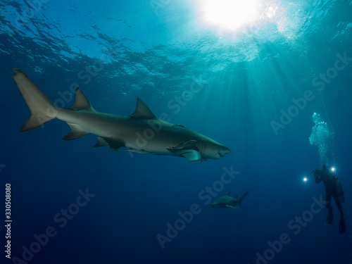 Danderous shark swim throw the crystal clear water