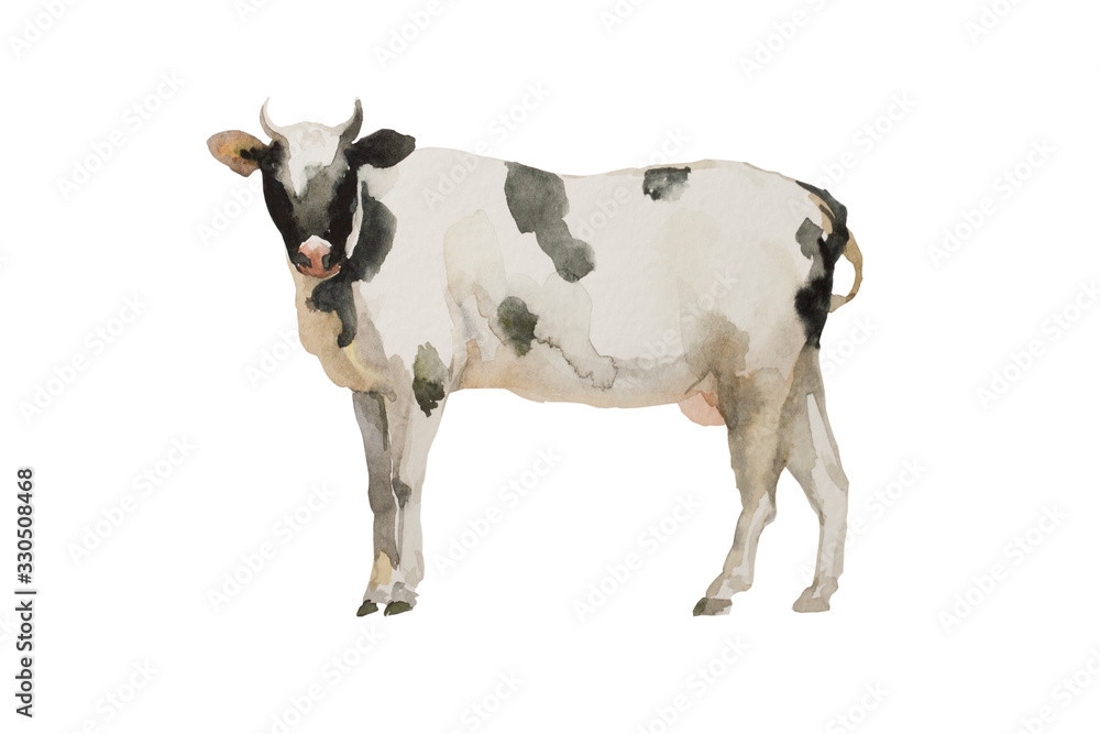 Watercolor cow black and white . Original farm animal illustration isolated on white background