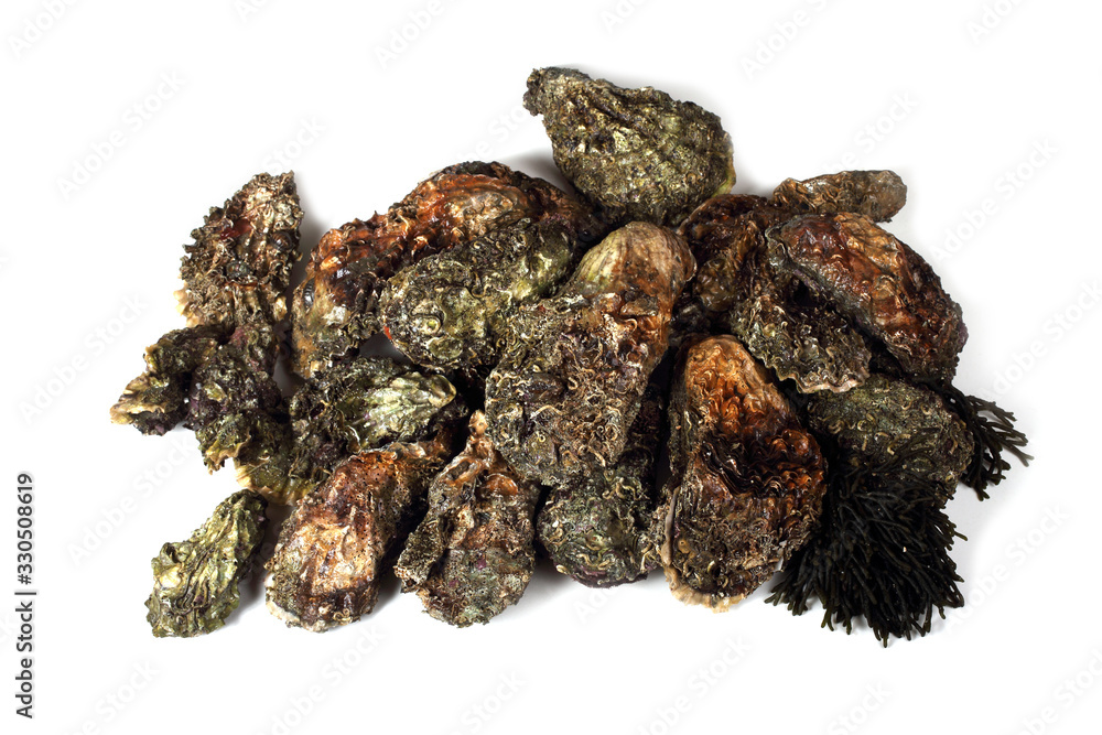 Oysters Oysters