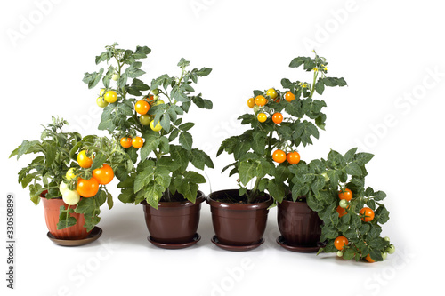Fototapeta Naklejka Na Ścianę i Meble -  Tomato plants