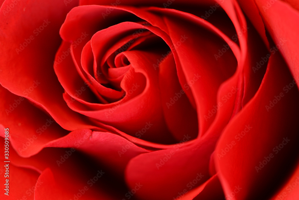 Cœur de rose Cœur de rose