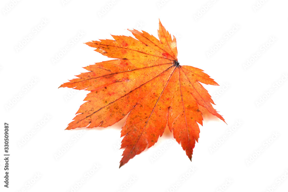 Autumn maple leaf Autumn maple leaf