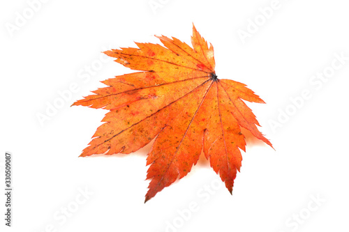 Autumn maple leaf