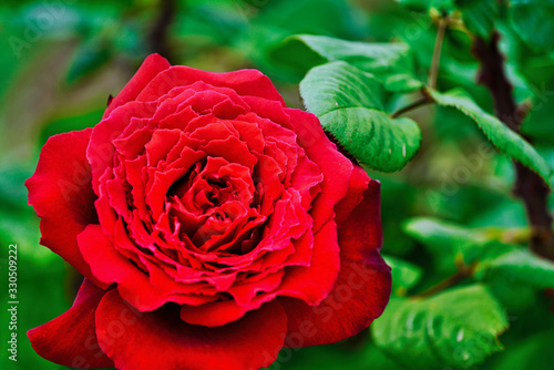 red rose in garden