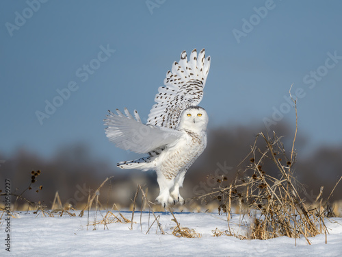 Foto Female Snowy Owl Taking Off From Snow Field in Winter