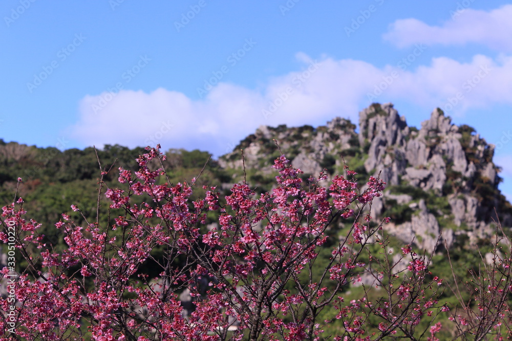 Obraz premium 冬に咲いた桜と岩山