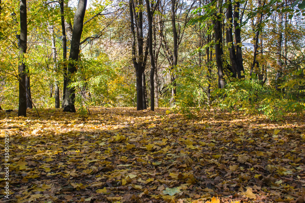 sunny autumn day in the park with yellow maple branches and green fir trees, Dnipro city, Ukraine sunny autumn day in the park with yellow maple branches and green fir trees, Dnipro city, Ukraine
