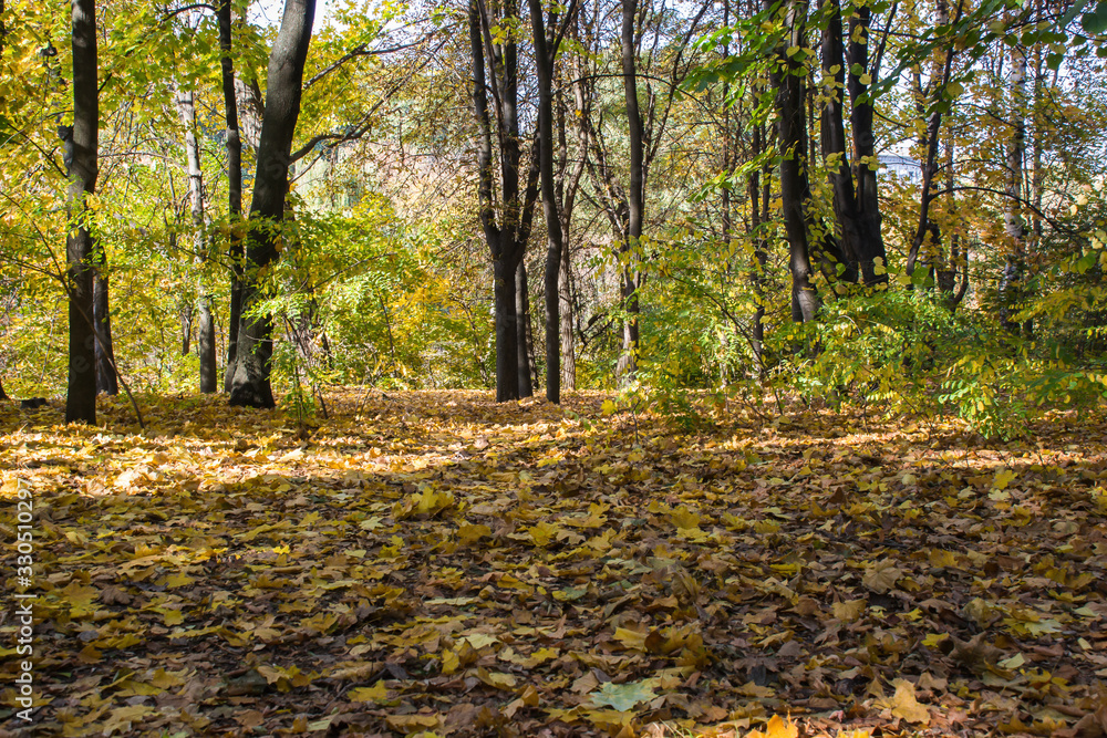 sunny autumn day in the park with yellow maple branches and green fir trees, Dnipro city, Ukraine