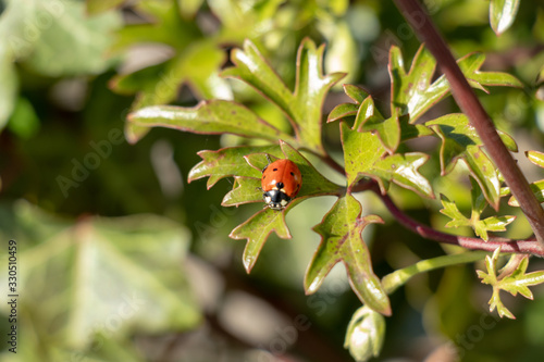 ladybug on leaf 