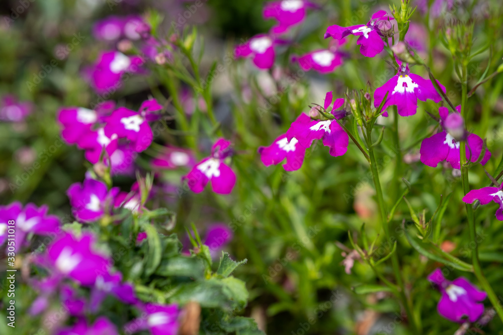 Lobelia bright pink flowers are grown at the nursery Lobelia bright pink flowers are grown at the nursery