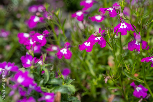 Lobelia bright pink flowers are grown at the nursery