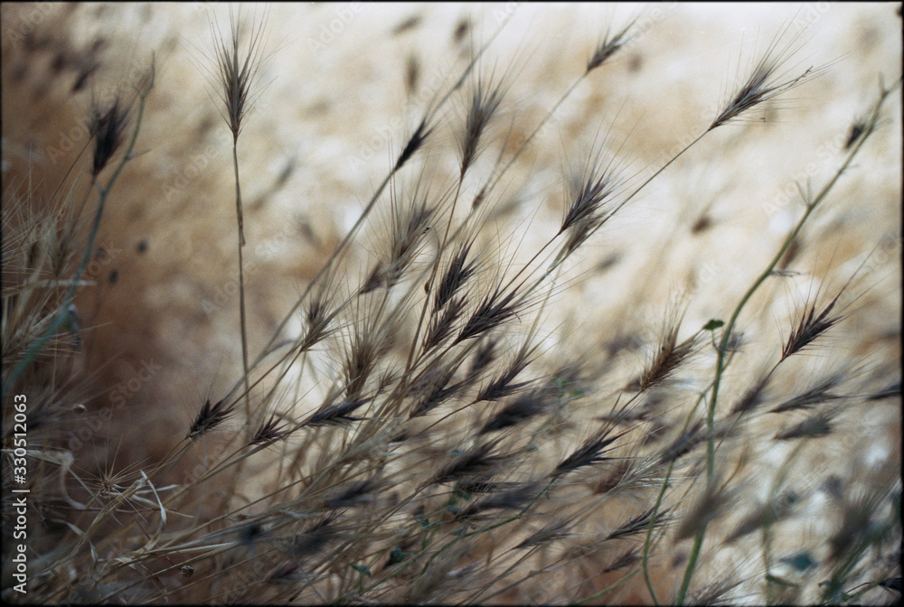 Fototapeta premium Nature background (shallow depth of field)