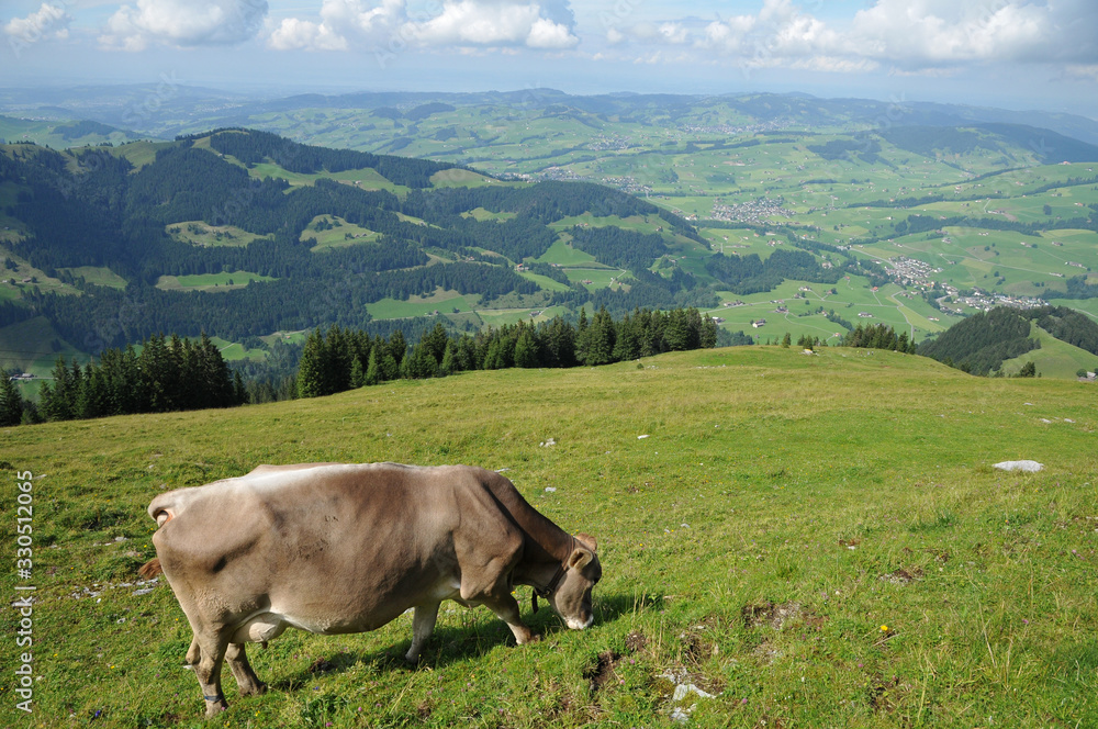 vache en estive - Appenzell Suisse