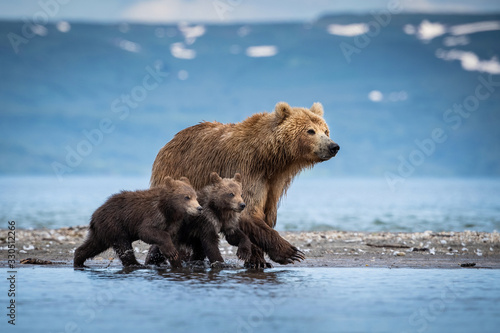 The Kamchatka brown bear, Ursus arctos beringianus catches salmons at Kuril Lake in Kamchatka, mother with cubs