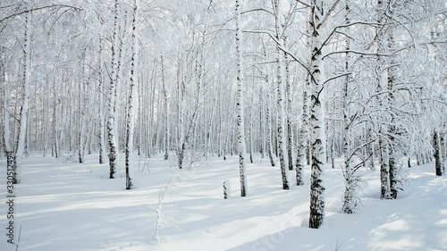 Wallpaper Mural Panorama of winter birch forest after snowfall on a sunny day. With wolf tracks in the snow. Torontodigital.ca
