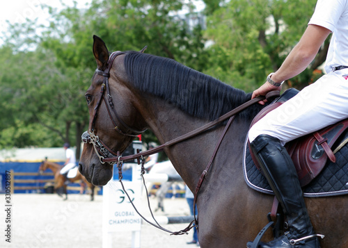 Portrait d'un cheval bai brun monté pour la détente avant une compétition