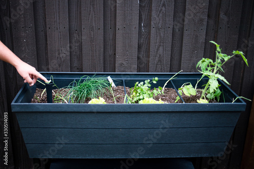 Man's hand checking the water level in a suburban backyard raised plastic patio container garden filled with organic vegetables and herbs.
