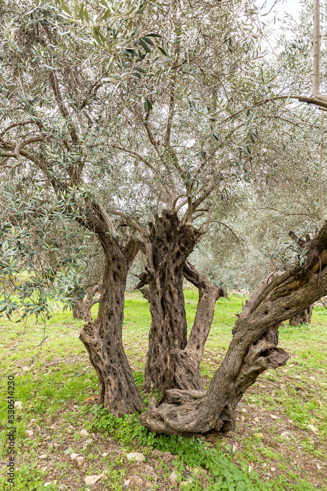 Obraz premium Old perennial olive trees grow in the Gey Ben Hinnom Park - called in the Holy Books as the Blazing Inferno in Jerusalem city in Israel