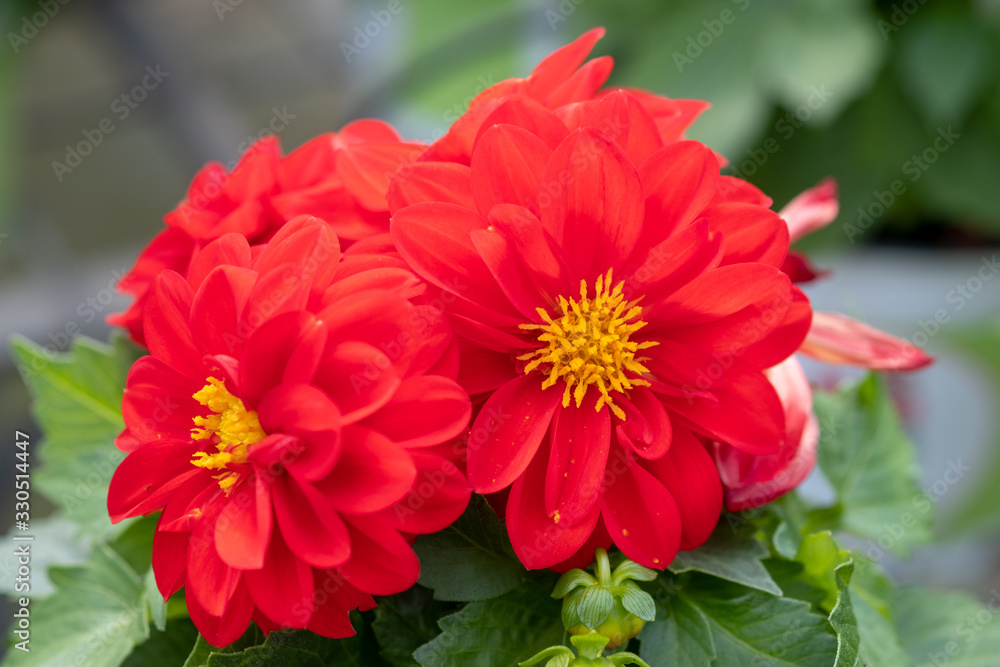 The red dahlia flowers grown at the nursery The red dahlia flowers grown at the nursery