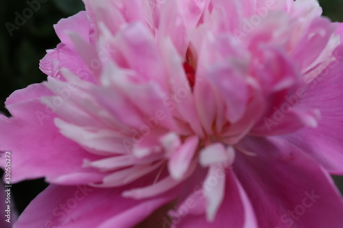 pink chrysanthemum flower