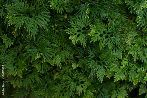 close up of fern leaves as texture background