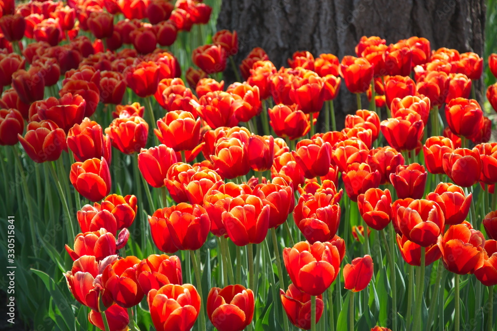 Field of netherlands red tulips on a sunny day closeup Field of netherlands red tulips on a sunny day closeup