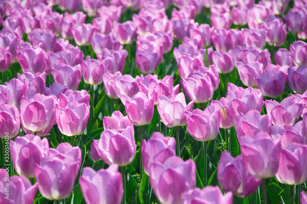 Field of Netherlands Purple Tulips on a Sunny Day Closeup
