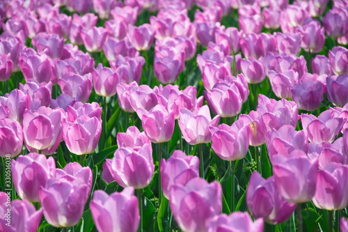 Field of Netherlands Purple Tulips on a Sunny Day Closeup © Artem