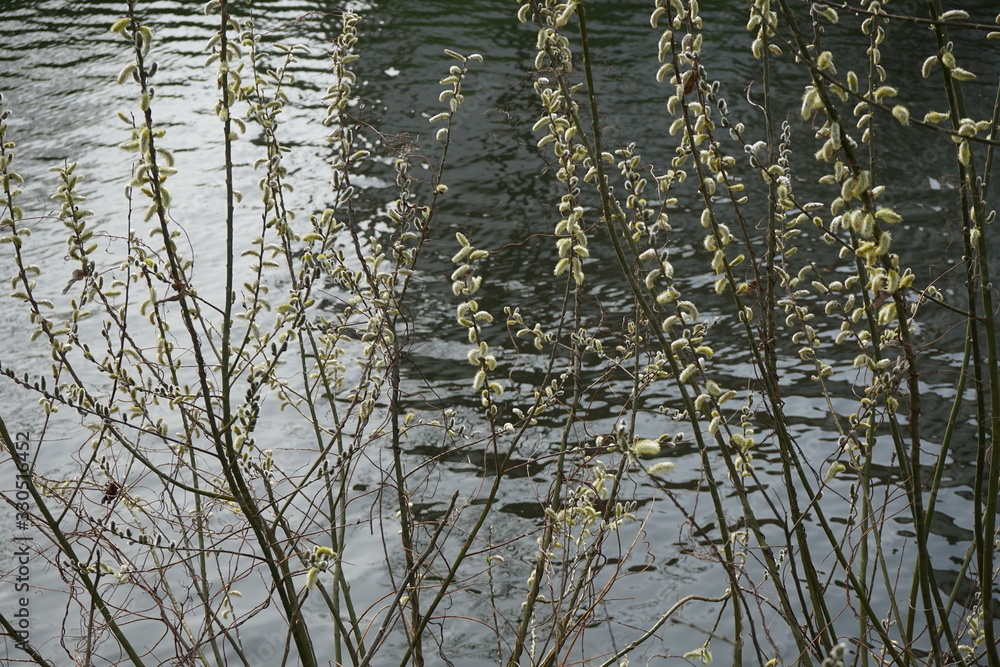 Fototapeta premium Weidenkätzchen am Wasser