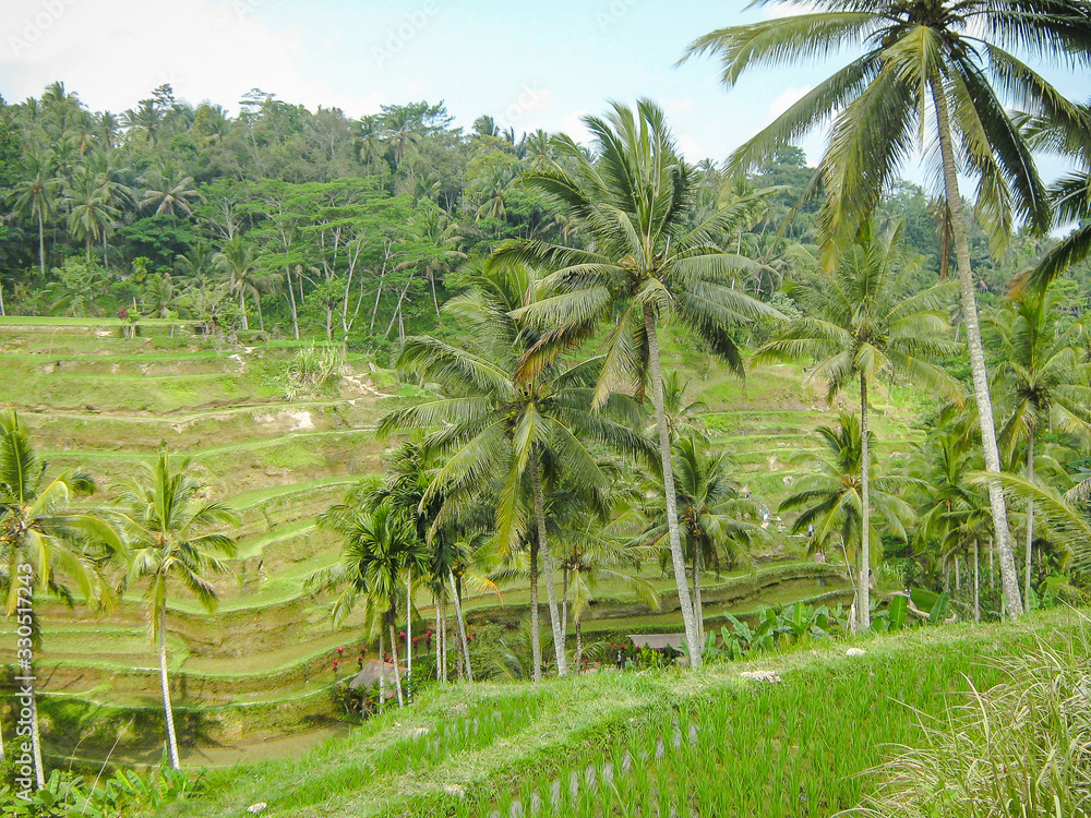 Rice fields amid beautiful tropical palm trees. View closer to palm trees. Ubud. Bali Rice fields amid beautiful tropical palm trees. View closer to palm trees. Ubud. Bali