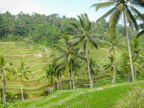 Rice fields amid beautiful tropical palm trees. View closer to palm trees. Ubud. Bali