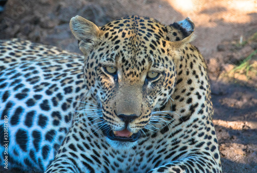 Portrait eines Leoparden, Nahaufnahme