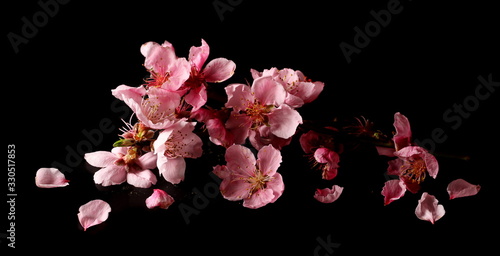 Spring flowers isolated on black, with clipping path