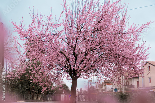 Albero di ciliegio fiorito - primavera