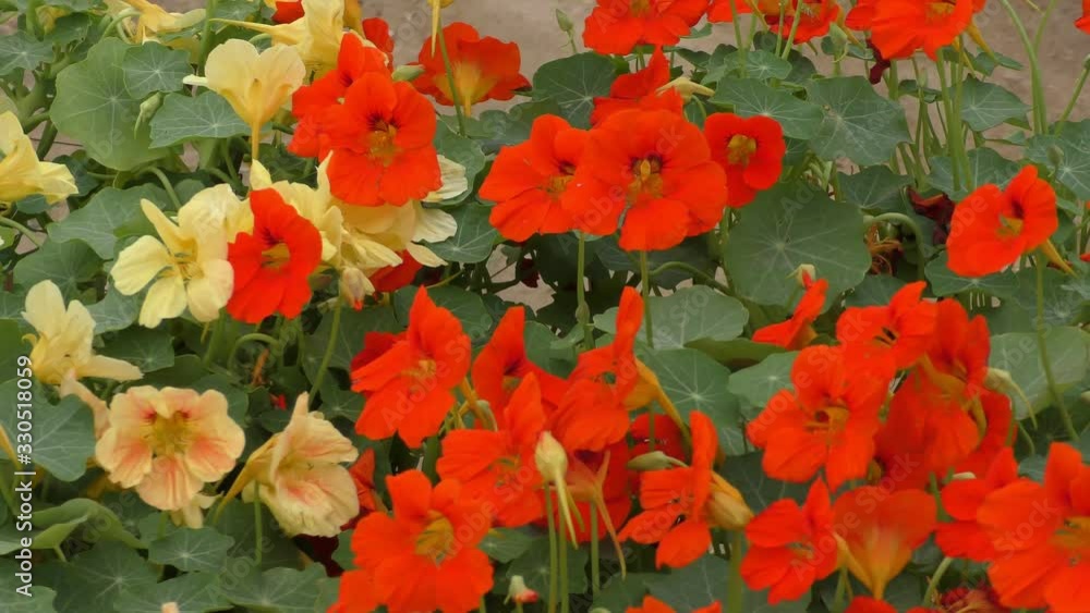 Mixed yellow red flowers with green leaves on plants in the park. Mixed yellow red flowers with green leaves on plants in the park.