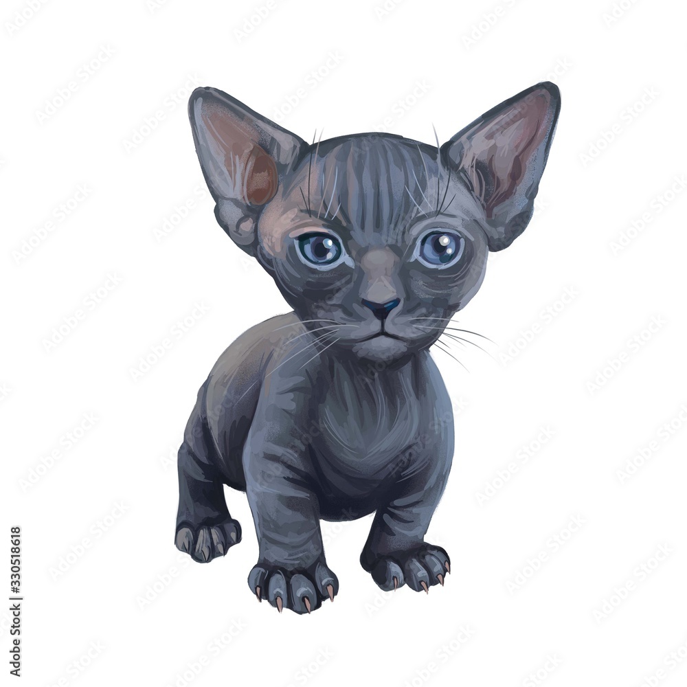 Minskin kitten digital art illustration of small kitty. Watercolor portrait of crossed Munchkin with Sphynx breed. Animal with short legs, triangle face and large ears. Grey fur of domestic pet Minskin kitten digital art illustration of small kitty. Watercolor portrait of crossed Munchkin with Sphynx breed. Animal with short legs, triangle face and large ears. Grey fur of domestic pet