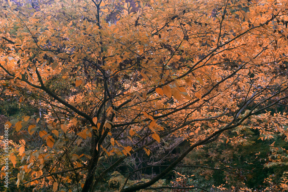 秋の紅葉　森