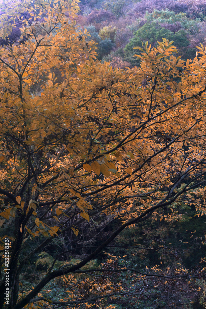秋の紅葉　森
