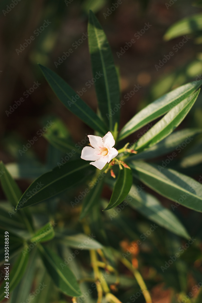 Blooming oleander in the italian garden. Soft focus on photo and author processing Blooming oleander in the italian garden. Soft focus on photo and author processing
