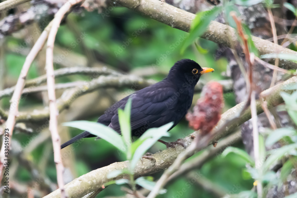 Fototapeta premium Amsel