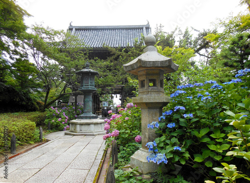 善峯寺の山門と紫陽花 