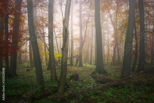 Spooky Autumn Forest with Mist