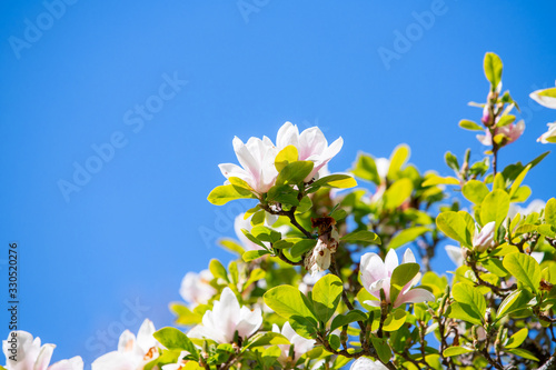 white magnolia tree in bloom