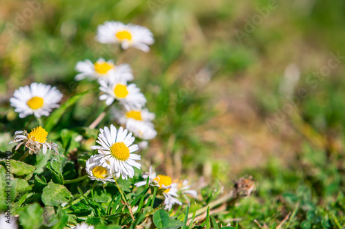 Field with white daisy flowers
