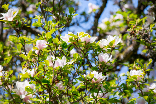 White magnolia tree in blooming