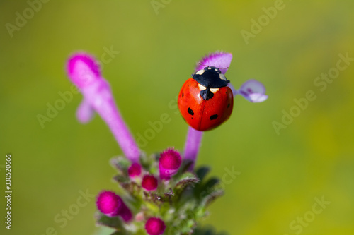 Ladybug and spring flower on sun