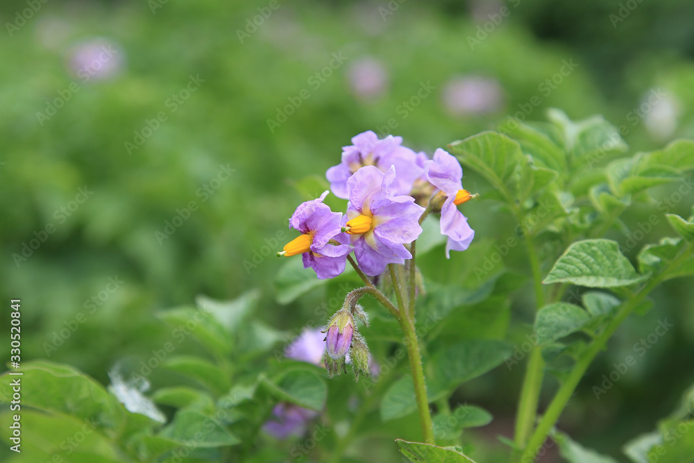 Fototapeta premium Potato flowers on a green background