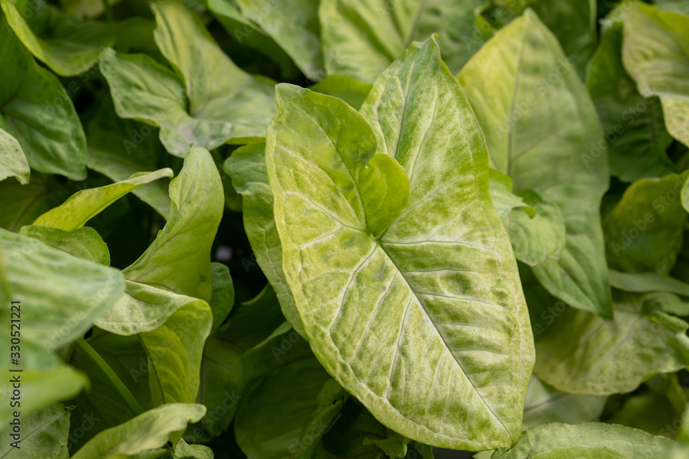 Macro shot of syngonium pixie leaves growing in greenhouse Macro shot of syngonium pixie leaves growing in greenhouse