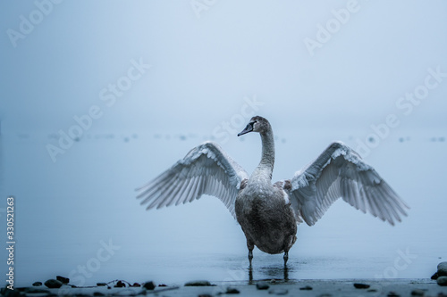 Schwanschwingen photo