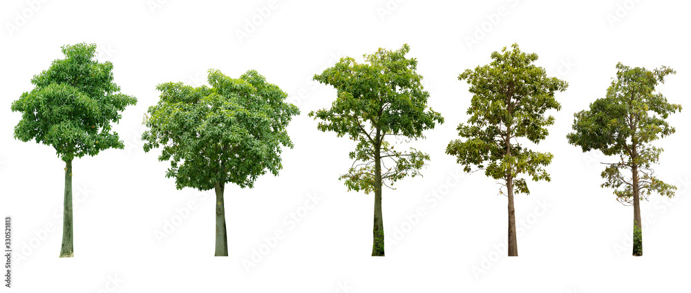 The collection of trees. Isolated trees on white background. with clipping paths. The collection of trees. Isolated trees on white background. with clipping paths.